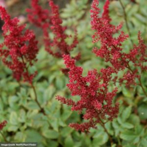 False Spirea (Astilbe arendsii) – August Light – #1 Container