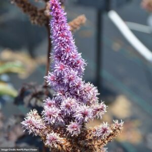 False Spirea (Astilbe) – Dark Side Of Moon – #1 Container