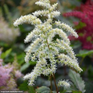False Spirea (Astilbe) – Cappuccino – #1 Container