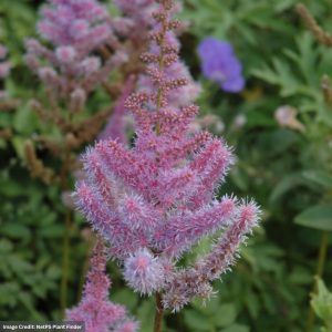 False Spirea (Astilbe Chinensis) - Purple Candles - #1 Container