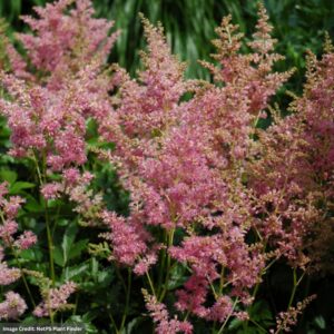 False Spirea (Astilbe) – Amethyst – #1 Container