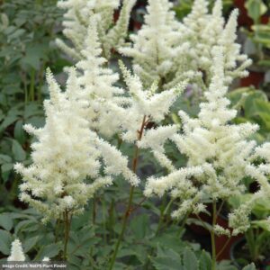 False Spirea (Astilbe) – Bridal Veil – #1 Container