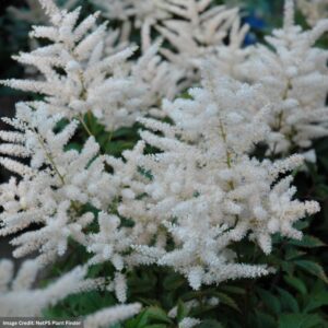 False Spirea (Astilbe) – Deutschland – #1 Container