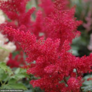 Japanese False Spirea (Astilbe) – Montgomery – #1 Container