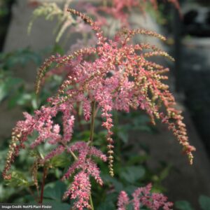 False Spirea (Astilbe) – Ostrich Plume – #1 Container