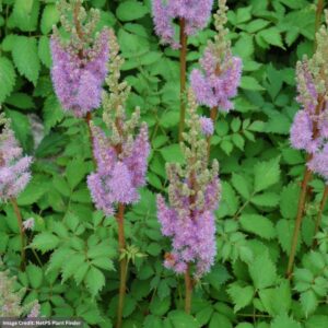 Dwarf Chinese False Spirea (Astilbe Pumila) – #1 Container