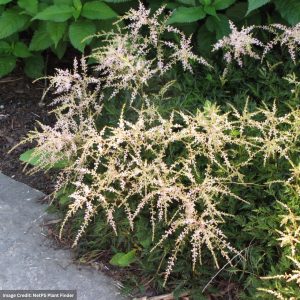 False Spirea (Astilbe) - Sprite - #1 Container