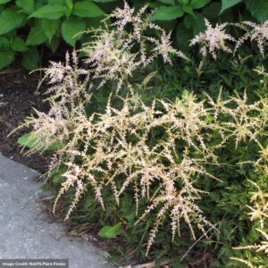 False Spirea (Astilbe) – Sprite – #1 Container