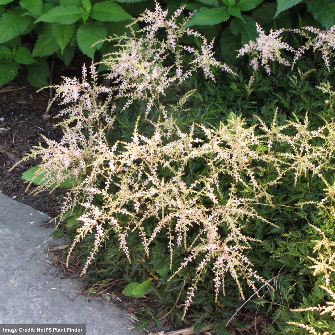 Mahoney's Grown False Spirea Astilbe Sprite