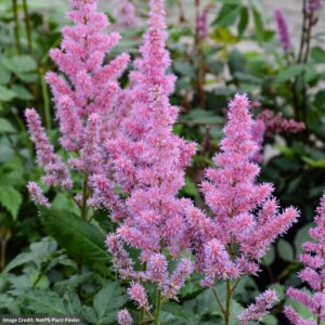 False Spirea (Astilbe chinensis) – Maggie Daley – #1 Container