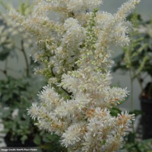 False Spirea (Astilbe Chinensis) – Visions In White – #1 Container
