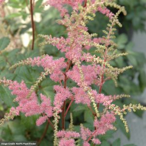 False Spirea (Astilbe) - Bressingham Beauty - #1 Container