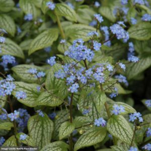 Bugloss (Brunnera Macrophylla) – Silver Heart – #1 Container