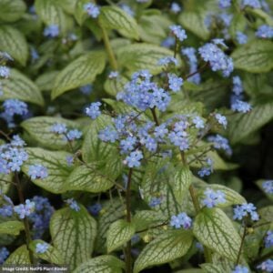 Bugloss (Brunnera Macrophylla) – Silver Heart – #1 Container