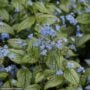 Bugloss (Brunnera Macrophylla) – Silver Heart – #1 Container