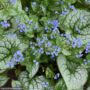 Bugloss (Brunnera Macrophylla) – Sea Heart – #1 Container