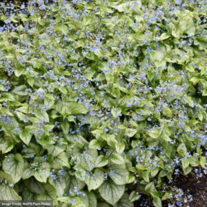 Bugloss (Brunnera Macrophylla) – Jack Frost – #1 Container