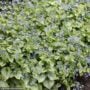 Bugloss (Brunnera Macrophylla) – Jack Frost – #1 Container