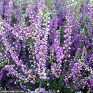Heather (Calluna Vulgaris) – Tib – #1 Container