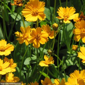 Dwarf Tickseed (Coreopsis) – Nana – #1 Container