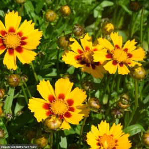Tickseed (Coreopsis) – Baby Sun – #1 Container