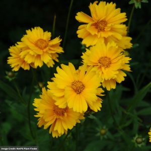 Tickseed (Coreopsis) – Early Sunrise – #1 Container