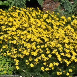 Tickseed (Coreopsis) – Zagreb – #1 Container