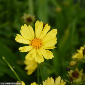 Tickseed (Coreopsis) – Leading Lady Sophia – #1 Container