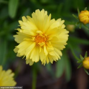 Tickseed (Coreopsis) – Leading Lady Charlize – #1 Container