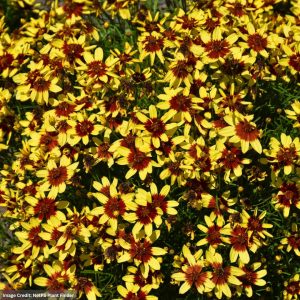 Tickseed (Coreopsis) – Firefly – #1 Container