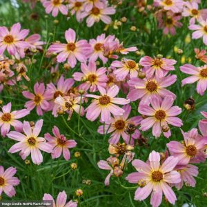 Tickseed (Coreopsis) – Shades of Rose – #1 Container