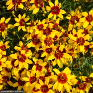 Tickseed (Coreopsis) – Sizzle And Spice® Curry Up – #1 Container