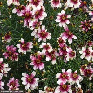 Tickseed (Coreopsis) – Sizzle And Spice® Zesty Zinger – #1 Container