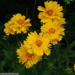 Tickseed (Coreopsis) – Early Sunrise – #1 Container
