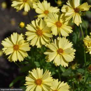 Tickseed (Coreopsis) – Leading Lady Lauren – #1 Container