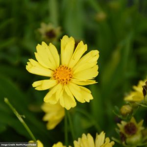 Tickseed (Coreopsis) – Leading Lady Sophia – #1 Container