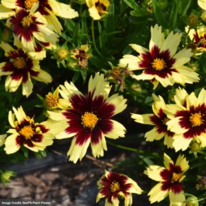 Tickseed (Coreopsis) – Super Star – #1 Container