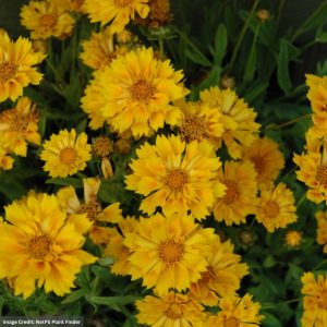 Tickseed (Coreopsis) – Jethro Tull – #2 Container