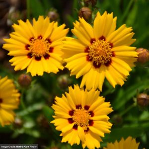 Tickseed (Coreopsis) - Sunfire - #2 Container