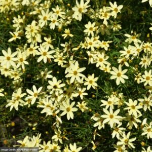 Tickseed (Coreopsis) – Moonbeam – #2 Container