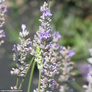 Lavender – Provence – #1 Container