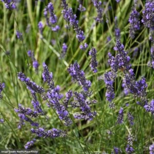 Lavender – Phenomenal – #1 Container