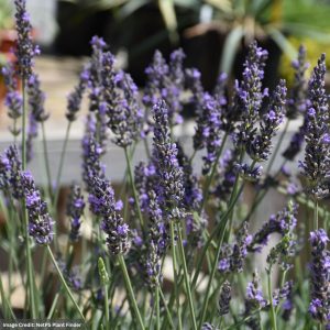 Lavender – Sensational!® – #1 Container