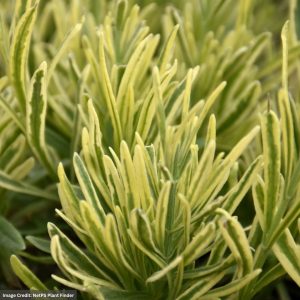 Lavender - Platinum Blonde - #1 Container
