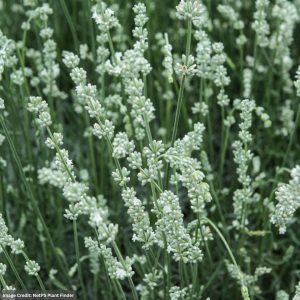 Lavender - Exceptional™ - #1 Container