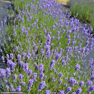 Lavender - Hidcote Blue - 4.5" Pot