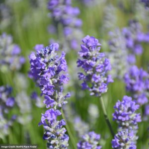 Lavender – Munstead – #1 Container