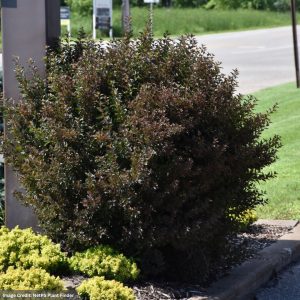 Ninebark – Little Devil™ – #2 Container