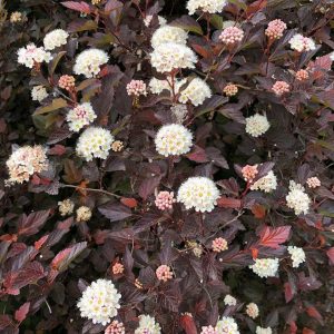 Ninebark – Chroma Chameleon – #3 Container