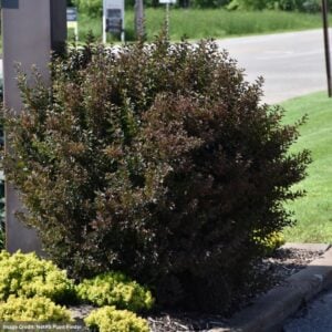 Ninebark – Little Devil™ – #3 Container
